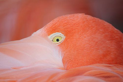 Portet van een Flamingo