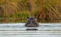 Kijk uit! Een nijlpaard komt eraan van Jolene van den Berg thumbnail