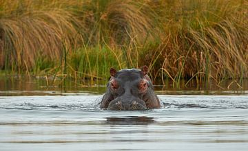 Attention ! Un hippopotame arrive sur Jolene van den Berg