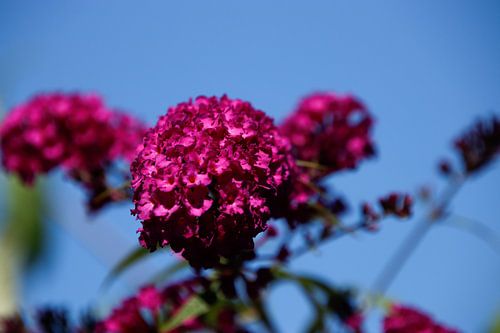 Lila Schmetterlingsflieder