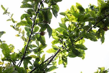 Baumzweige mit Früchten an einem sonnigen Tag