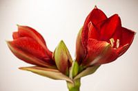 Red amaryllis