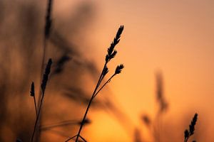 Herfst Zonsondergang Minimalistische Natuur