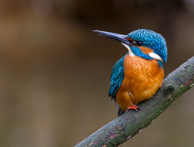 Ijsvogel von Dennis Stronks