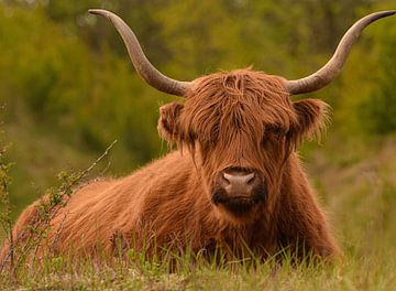 Tough Scottish Highlander lying in the grass in colour