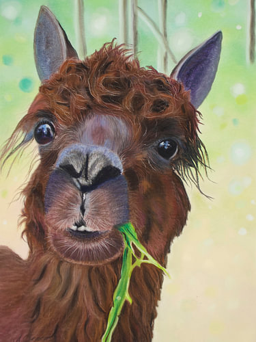 Hey Lama!