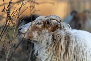 Drents Heideschaap