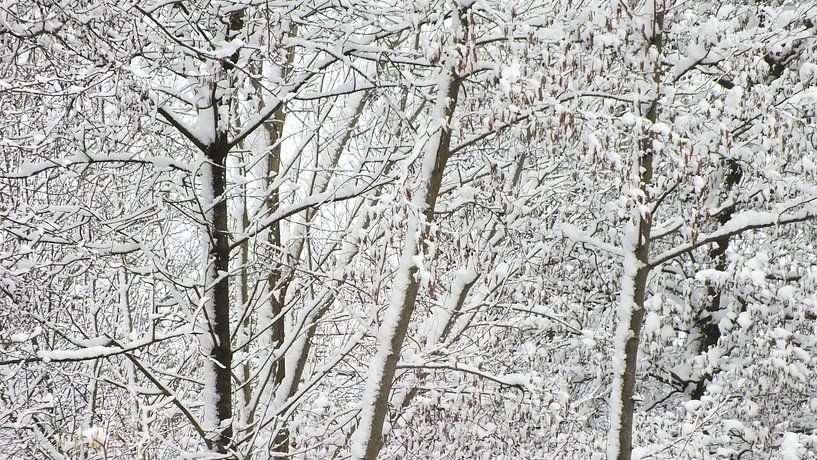Snow and ice  by RD Foto's