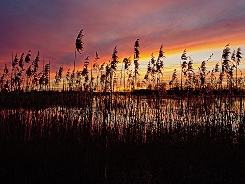 Riet langs het water in de Bourgoyen bij zonsondergang