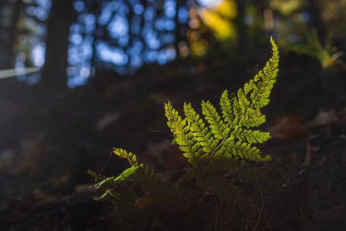 Ein Farnblatt wird vom letzten Licht des Tages angeleuchtet