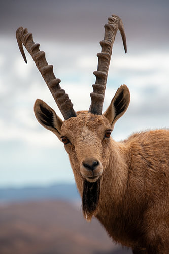 Nubischer Steinbock