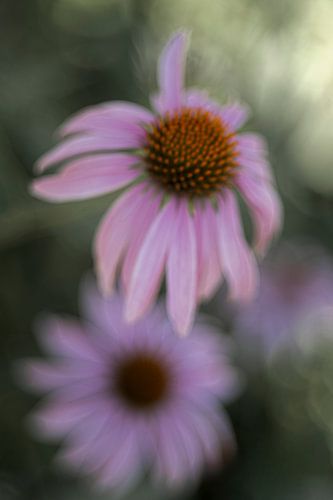 Dromerige tuin