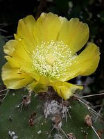 Gele cactus bloem