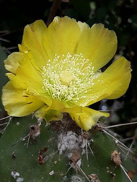 Gele cactus bloem van Renee Alexandra Serlier