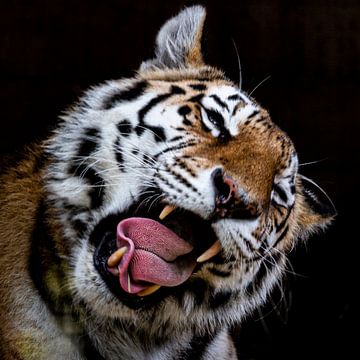 Tijger van Scholtes Fotografie