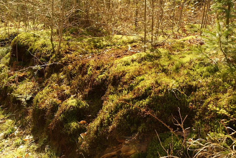 wall of star moss by Sarah Gorter
