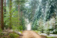 Weg door dennenbomen in het Speulderbos tijdens een mistige winterochtend van Sjoerd van der Wal Fotografie thumbnail