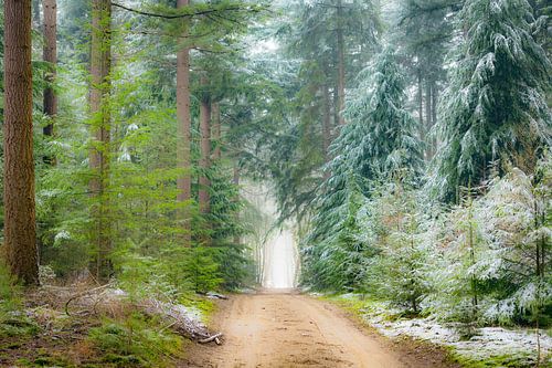 Weg door dennenbomen in het Speulderbos tijdens een mistige winterochtend