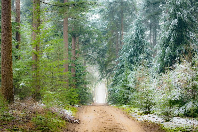 Weg door dennenbomen in het Speulderbos tijdens een mistige winterochtend van Sjoerd van der Wal Fotografie