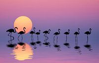 Familie Flamingo's