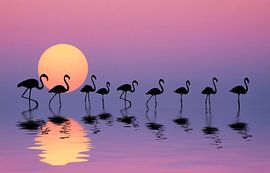 Family Flamingos by Bess Hamiti