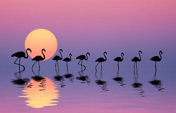 Family Flamingos, Bess Hamiti van 1x