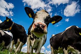 Cows with old Dutch skies by Niko Bloemendal