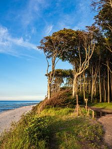 Küstenwald an der Ostsee bei Nienhagen