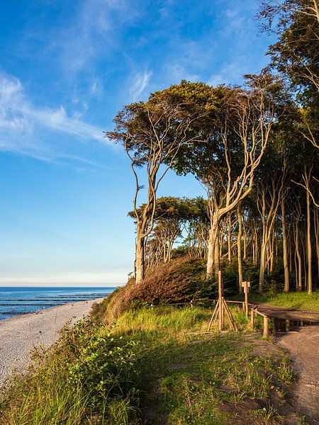 Küstenwald an der Ostsee bei Nienhagen von Rico Ködder