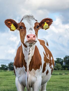Young cow (pink) from Holland by Jefra Creations
