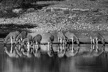 Afrika Safari Zebra van Judith Adriaansen
