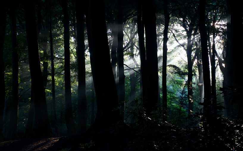 Zonsopkomst op landgoed Clingendael van Sven Zoeteman