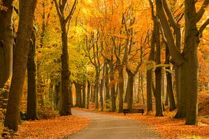 Die Buchen sind am Ende des Herbstes wunderschön