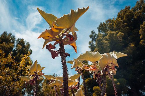 moderner Wanddruck - grafisches Pflanzenbild gegen blauen Himmel