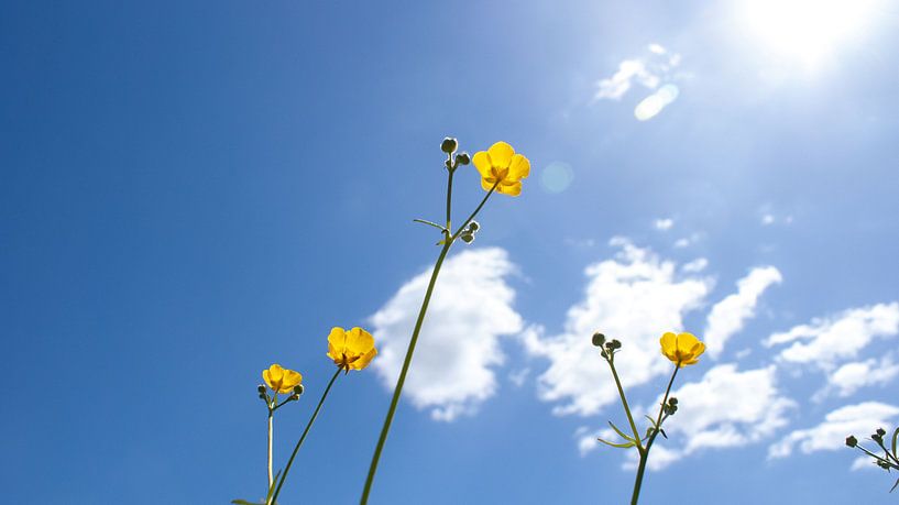 buttercups by Liv ter Riet