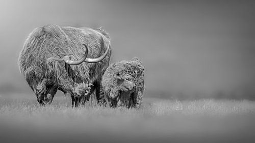 Scottish Highlanders
