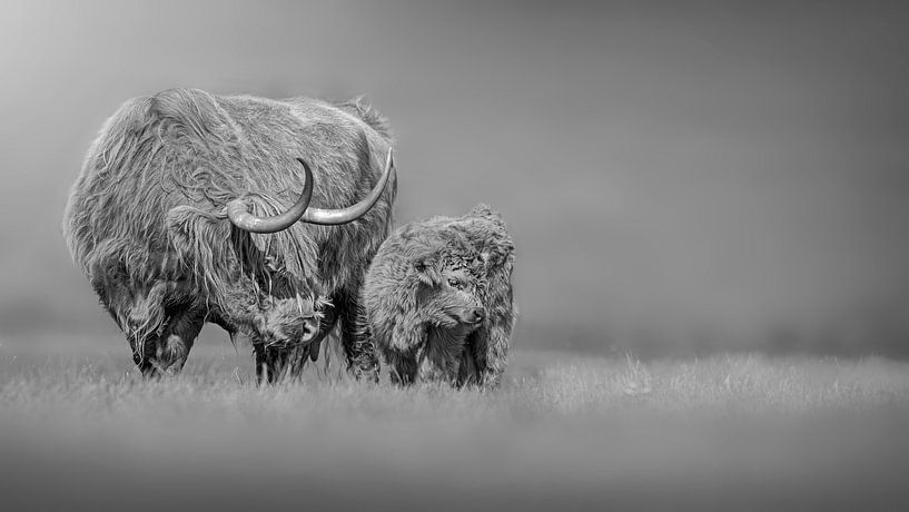Schotse Hooglanders van Paula Darwinkel