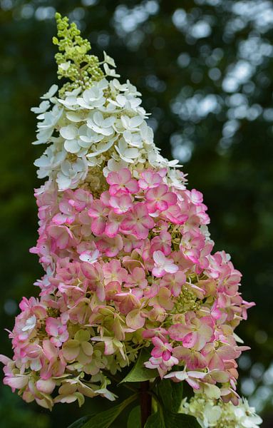Standard-Hortensie Pinky Winky von Bert Verweij