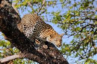 Leopard wildlife in South Africa by WiWo thumbnail
