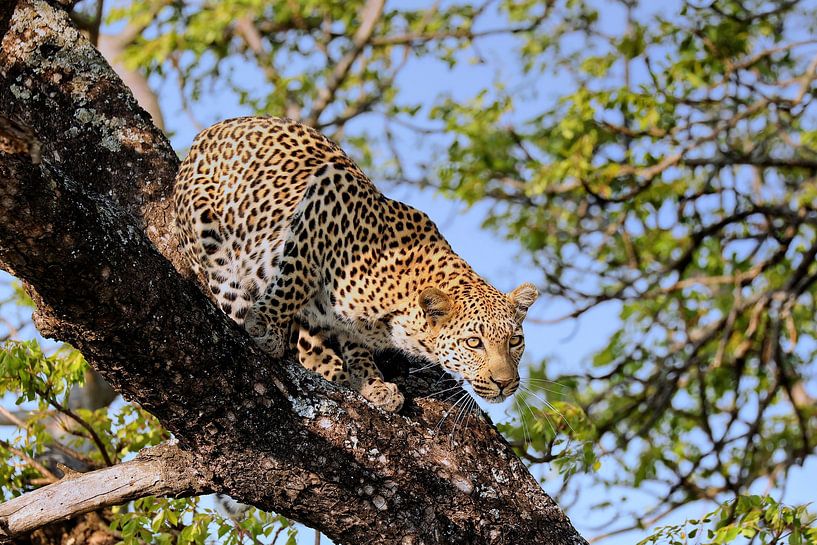Leopard wildlife in South Africa by WiWo