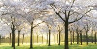 Bridal Trees