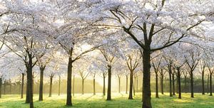 Bridal Trees van Lars van de Goor