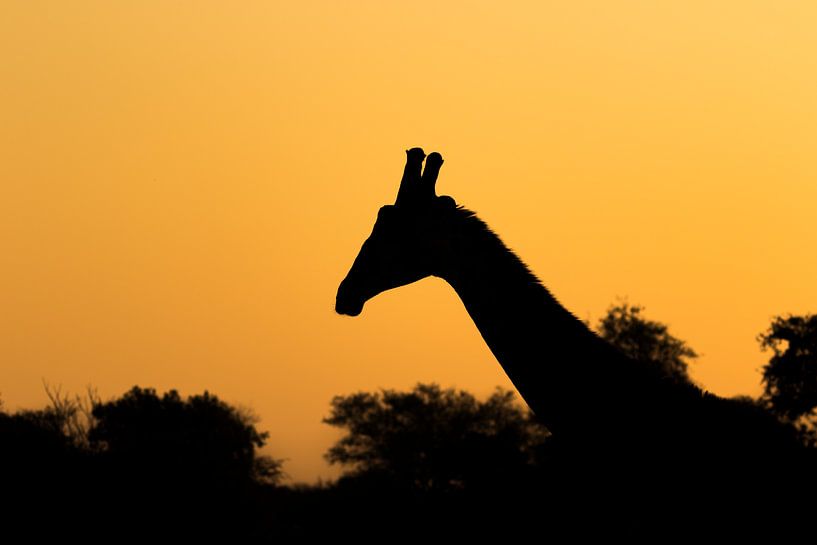 Scherenschnitt-Giraffe Afrika von John Stijnman