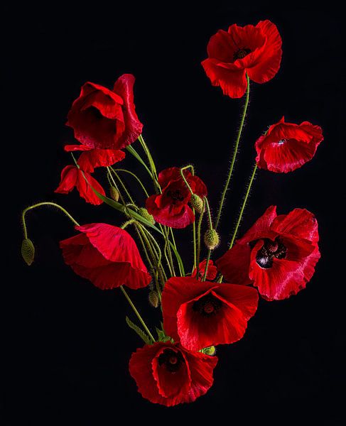 Poppy by Fred Teepe