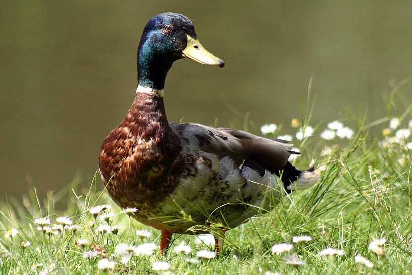 Eend van san image