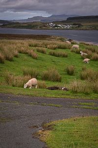 Schafe grasen auf einem Grasplateau auf der Insel Skye in Schottland