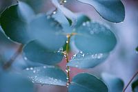 Eucalyptus Dew