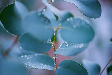 Rosée d'eucalyptus sur Suzi Colpa