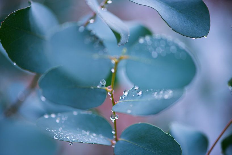 Eucalyptus Dew by Suzi Colpa