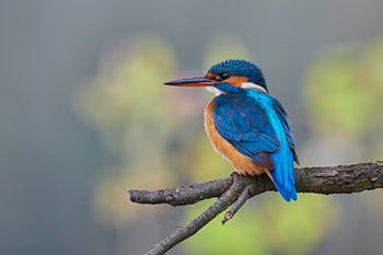 IJsvogel